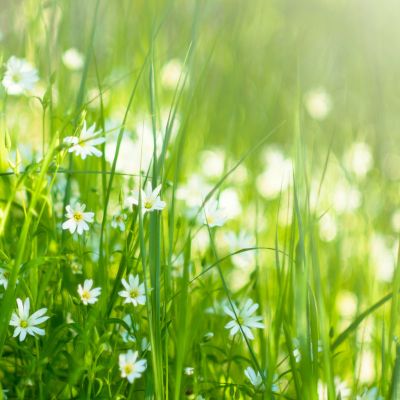 Thérapie Brève Self Inductive à Roanne