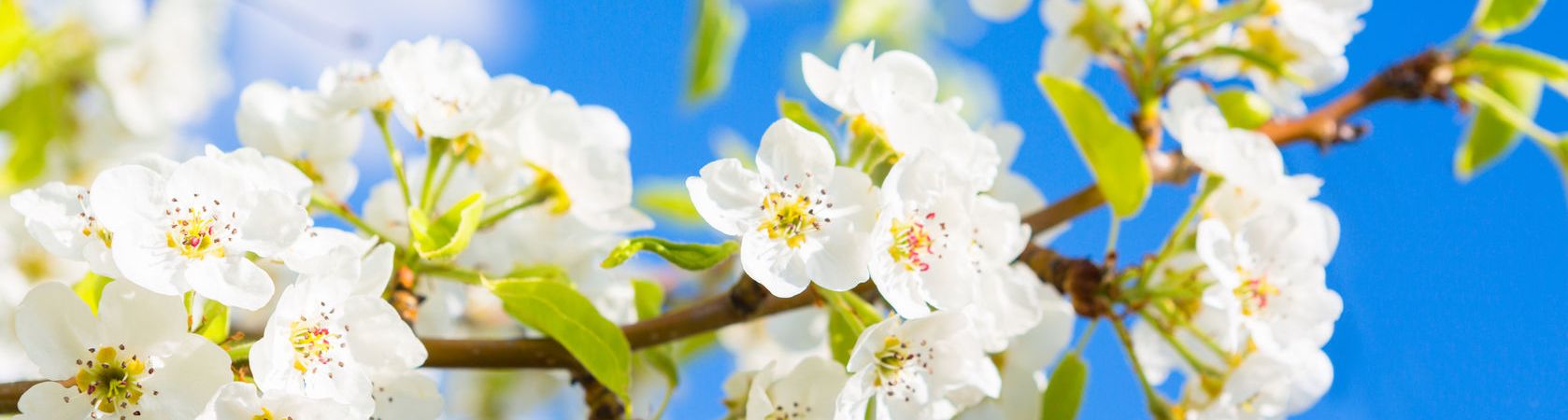 Thérapie brève à Roanne